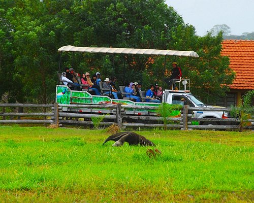 Pantanal Experiência - Miranda - Mato Grosso do Sul