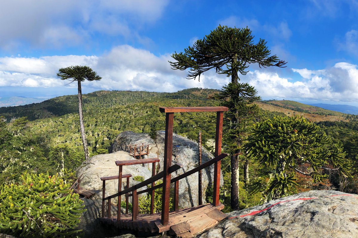 Nahuelbuta National Park and the Araucaria trees