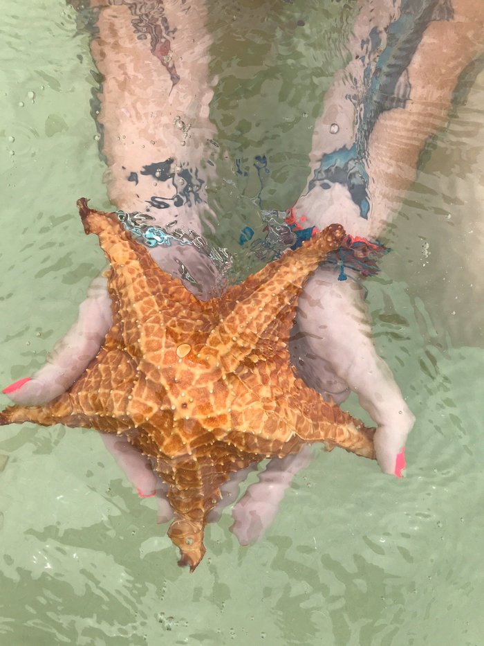 Stingray City Cayman Islands