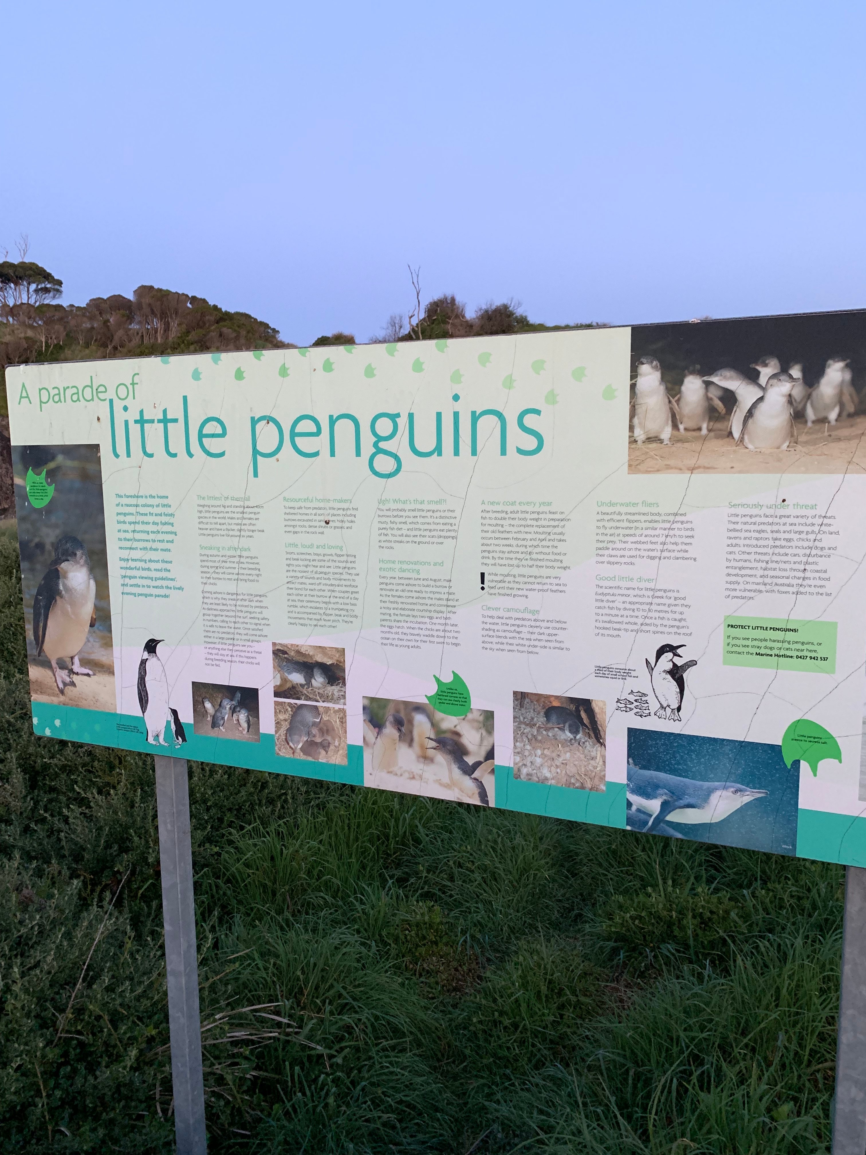 Wynyard Penguin Tours - All You Need to Know BEFORE You Go (with