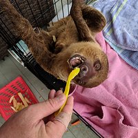 A guest is hand feeding Sid the Sloth