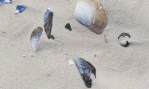 Franskraal beach, lots of shells that are not broken....
