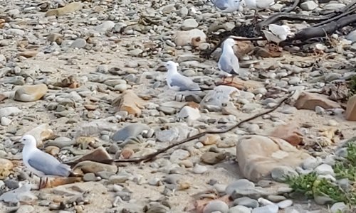 Birds next to walkway
