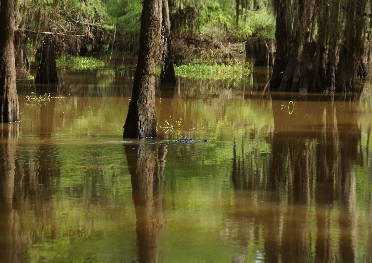 captain ron's swamp tours photos