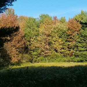Forêt Mixte : Trailer 