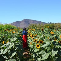 A really large sunflower field with at least 3 varieties of sunflowers
