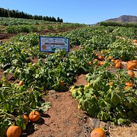 Pumpkin patch. Some are 2$ per pick