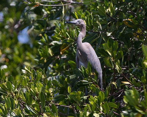 Nature of Quintana Roo