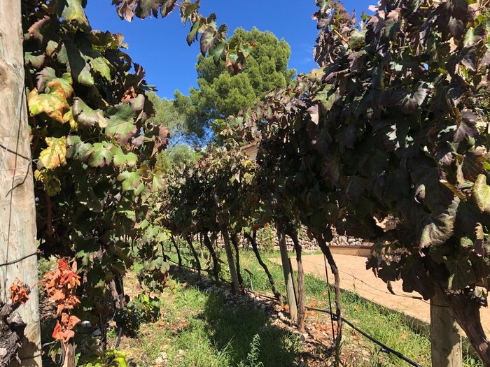 Imagen 10 de Bodega Castell Miquel