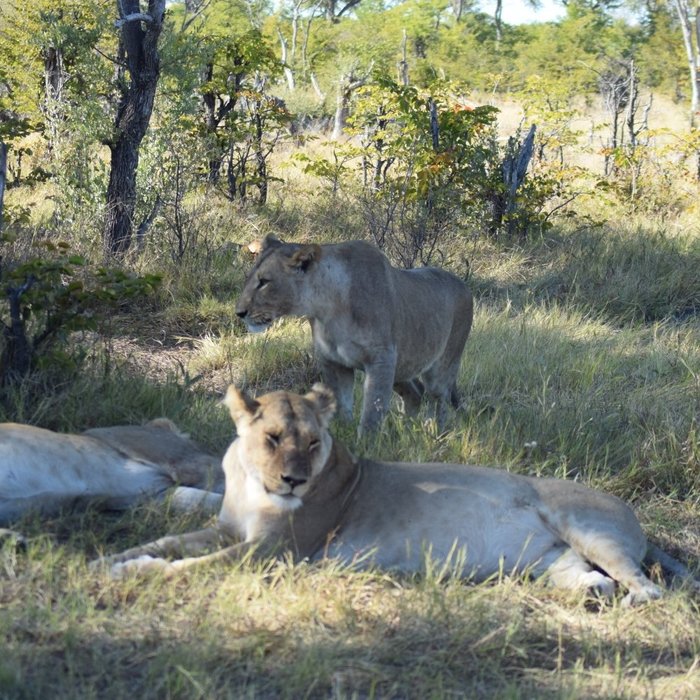 Khwai Lediba - Campground Reviews (botswana)