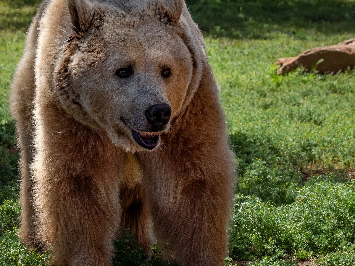 Alpine: Lions Tigers & Bears Animal Sanctuary Guided Visit