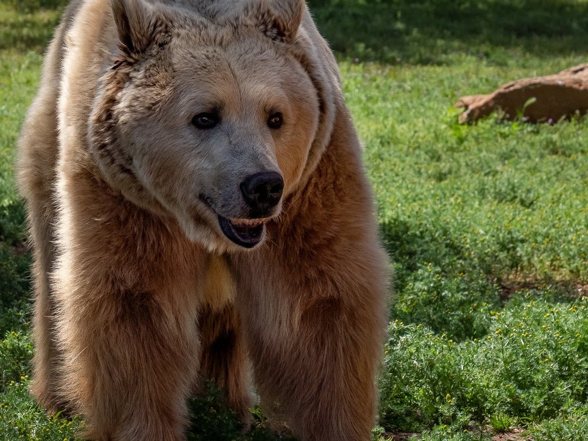 Alpine: Lions Tigers & Bears Animal Sanctuary Guided Visit