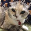 イブ&ふうにゃん