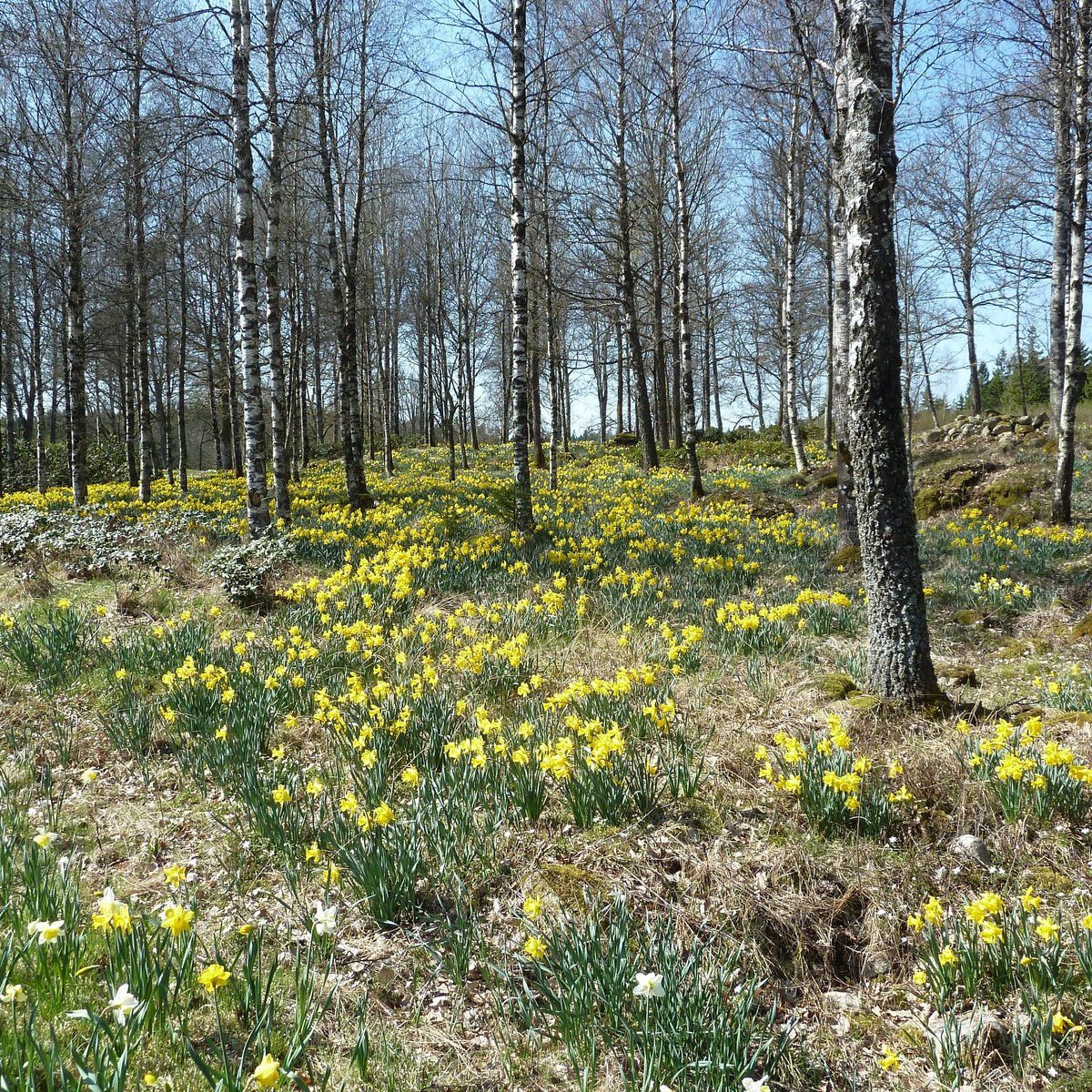 Fagerås En Fager Ås Av Påskliljor (Tranemo) Lohnt es sich?