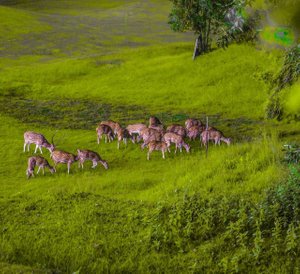Gokarna Forest Resort, hotel in Kathmandu
