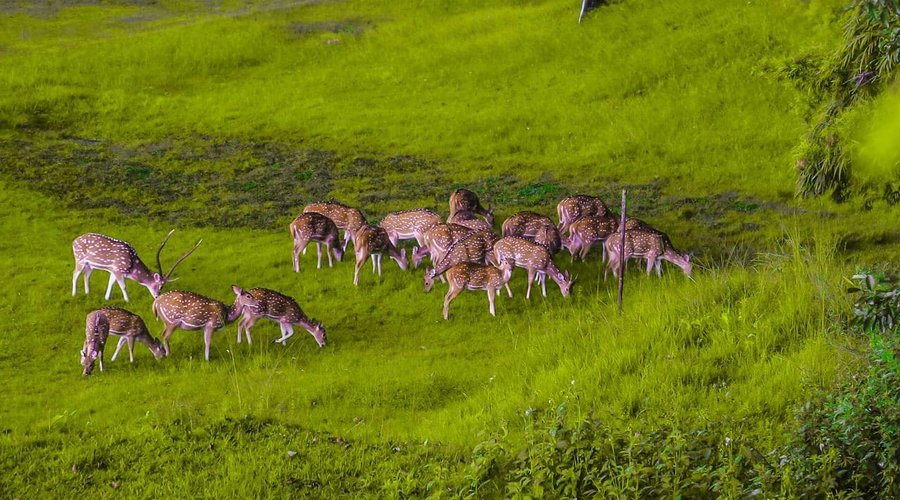 Herd of deer grazing 
