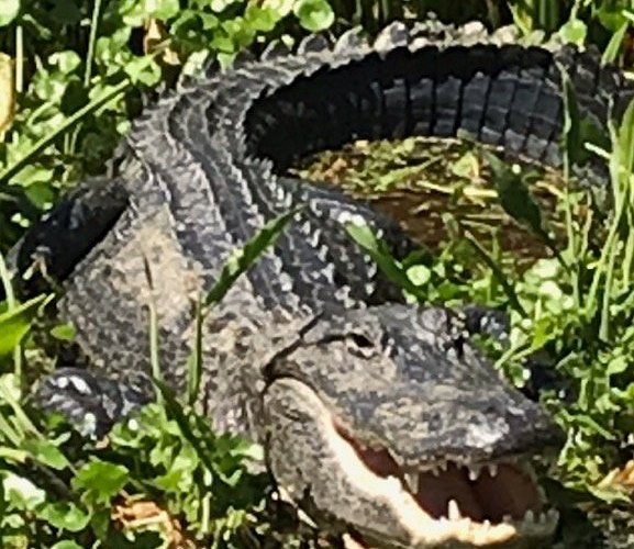 Tom and Jerry's Airboat Rides (Lake Panasoffkee) - All You Need to Know ...