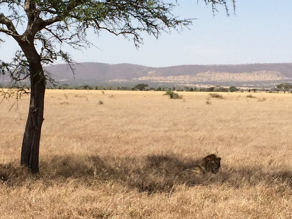 safari serengeti mwanza