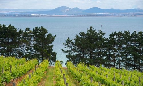 Did we mention the views at Jack Rabbit Vineyard?
