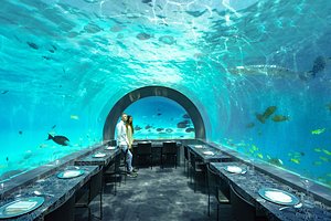 You & Me Maldives in Raa Atoll, image may contain: Aquarium, Water, Sea Life, Person