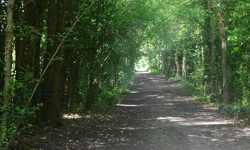 Pathway through the Park