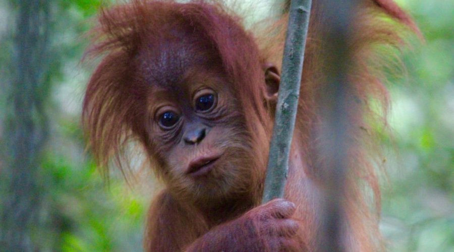 Orangutan
