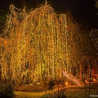 Lichterglanz im Christmas Garden Berlin - die Märchenbuche