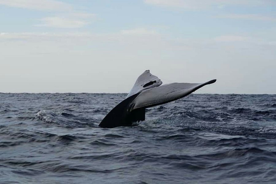 Whale & Dolphin Watching In Trincomalee image
