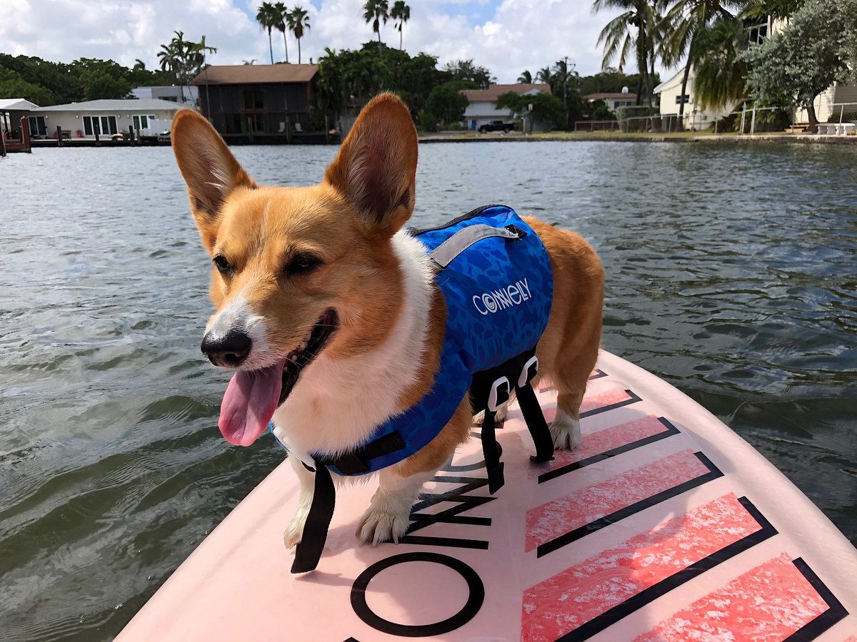 SUP PUP Paddleboard Ft. Lauderdale (Fort Lauderdale) - All You Need to ...