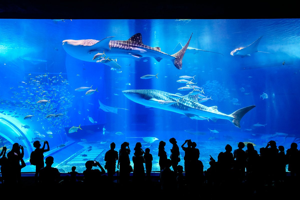 Okinawa Churaumi Aquarium (Motobu-cho, Nhật Bản) - Đánh giá - Tripadvisor