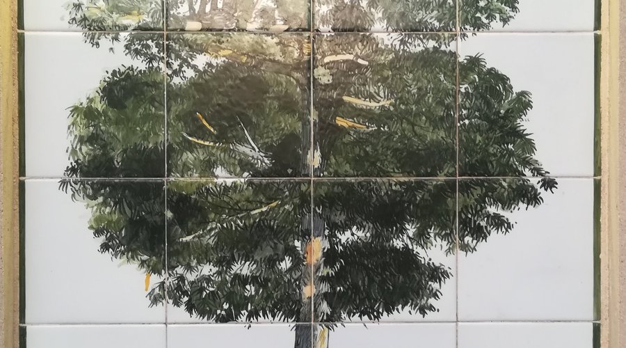 la ceiba