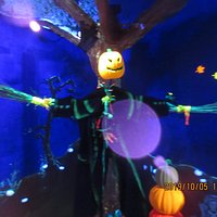 Pumpkin Patch