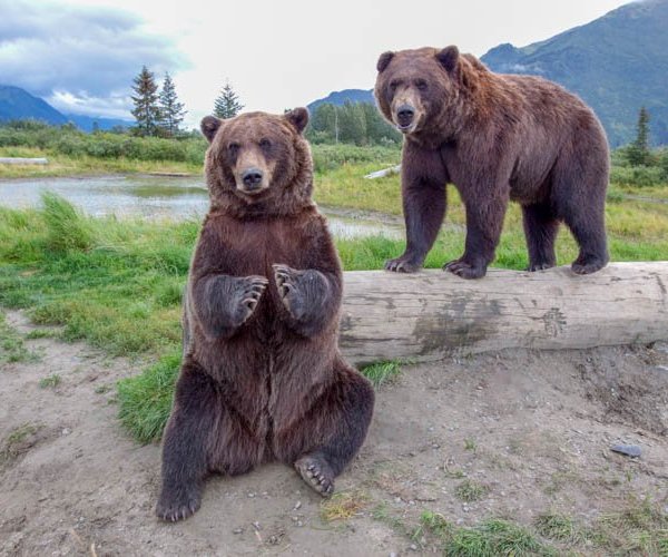 Brown Bears - Alaska Wildlife Conservation Center