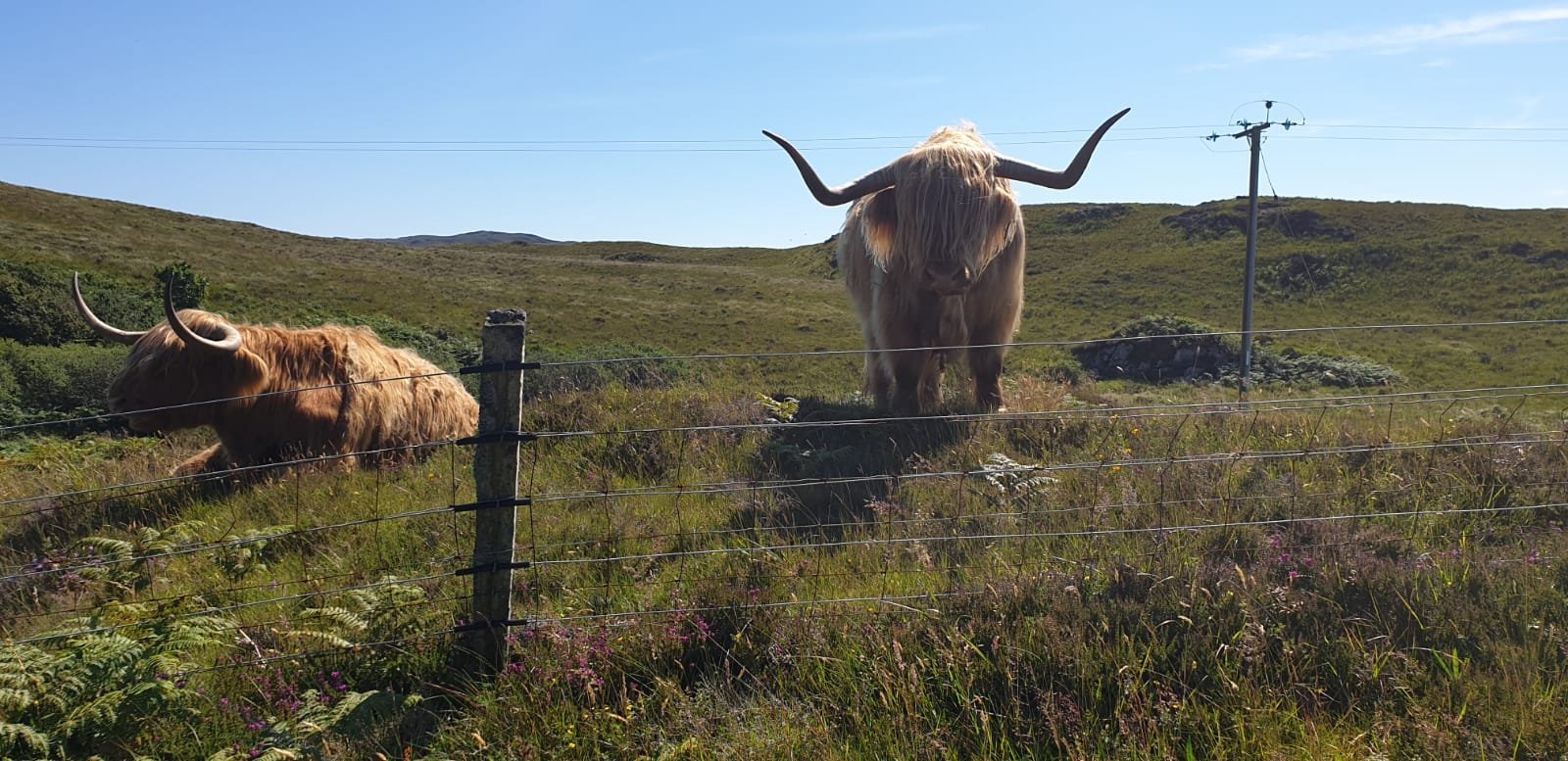 Caledonian Cars Edinburgh 2022 Lohnt Es Sich Mit Fotos   Say Hello To A Hairy 