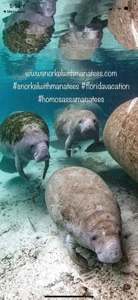 Swim With Manatees Crystal River 2022 Alles Wat U Moet Weten   Manatee Loven Family 