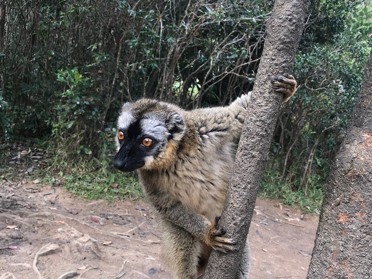 antananarivo wildlife tour