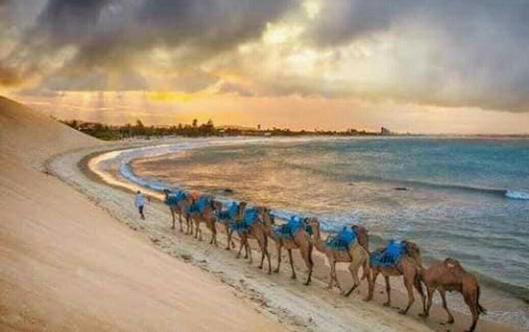 Passeios de Dromedários (Natal) - ATUALIZADO 2023 O que saber antes de ir - Sobre o que as pessoas estão falando - Tripadvisor Passeios de Dromedários (Natal) - ATUALIZADO 2023 O que saber antes de ir - Sobre o que as pessoas estão falando - Tripadvisor
