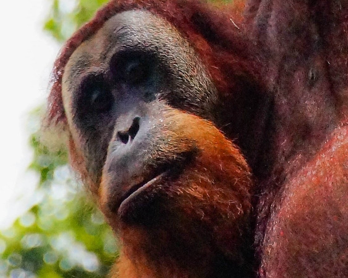 Bukit Lawang - Jungle Trekking Sumatra, Букит-Лаванг: лучшие советы перед  посещением - Tripadvisor