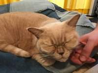 Cute angry cat haha - didn't move from top shelf - can't touch cats up  there – Foto de Cat Cafe Hapineko, Shibuya - Tripadvisor