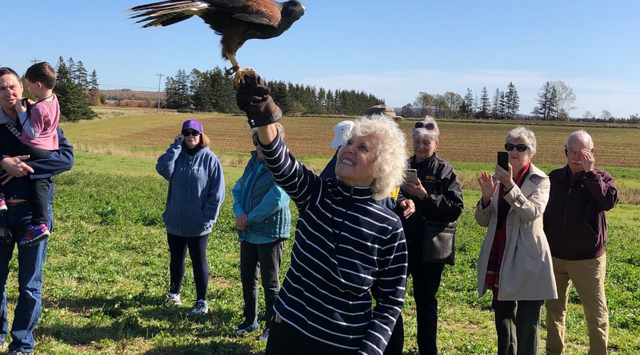 Saker falcon, which had just flown from a nearby tree onto a guest's hand.