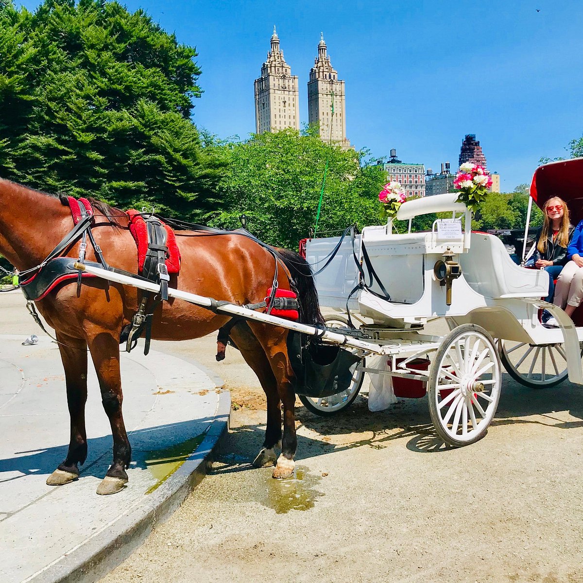 Park tours. Телега двуколка для лошади. Экипаж лошади Крым. Конкурс лошадей. Конь для конкурса.