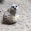 pipiobebe
