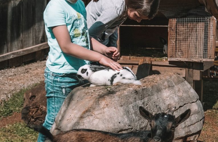 Dinopark Funtana is well integrated into the istrian prehistoric looking nature and offers on 85,000 m² family rides, fun attractions, animated dinosaurs, sensational live shows and varied catering establishments. 