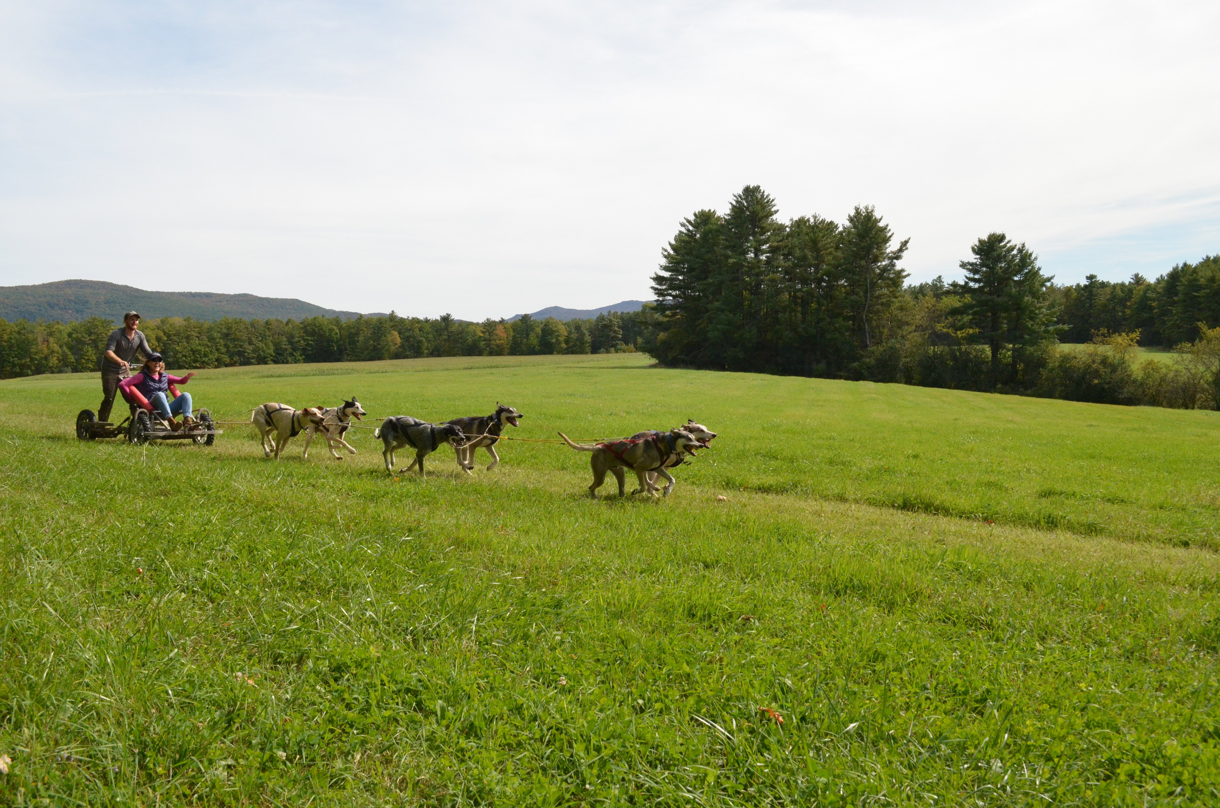 prairie hill kennel