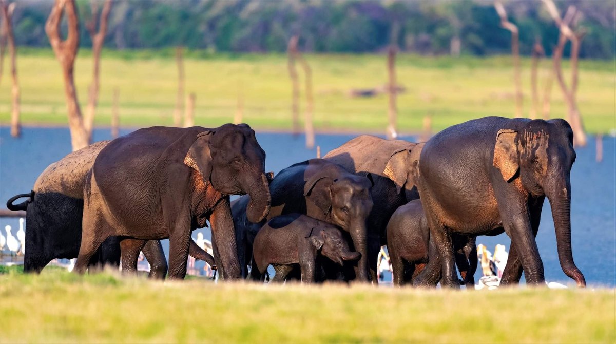 Kaudulla National Park Jeep Safari (Habarana) - Alles wat u moet weten ...