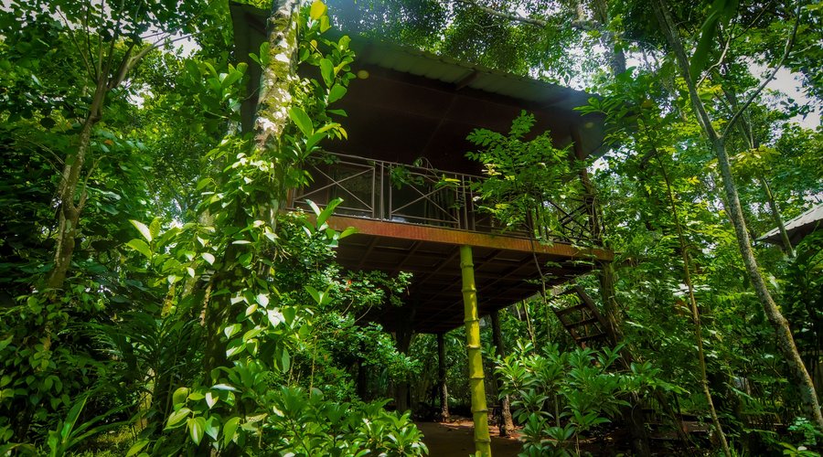 Tree house where one can enjoy the biodiversity of Monsoon retreats, especially the birds