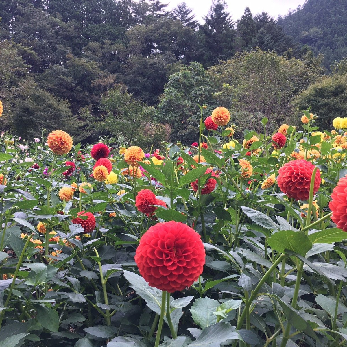 22年 両神山麓 花の郷 ダリア園 行く前に 見どころをチェック トリップアドバイザー