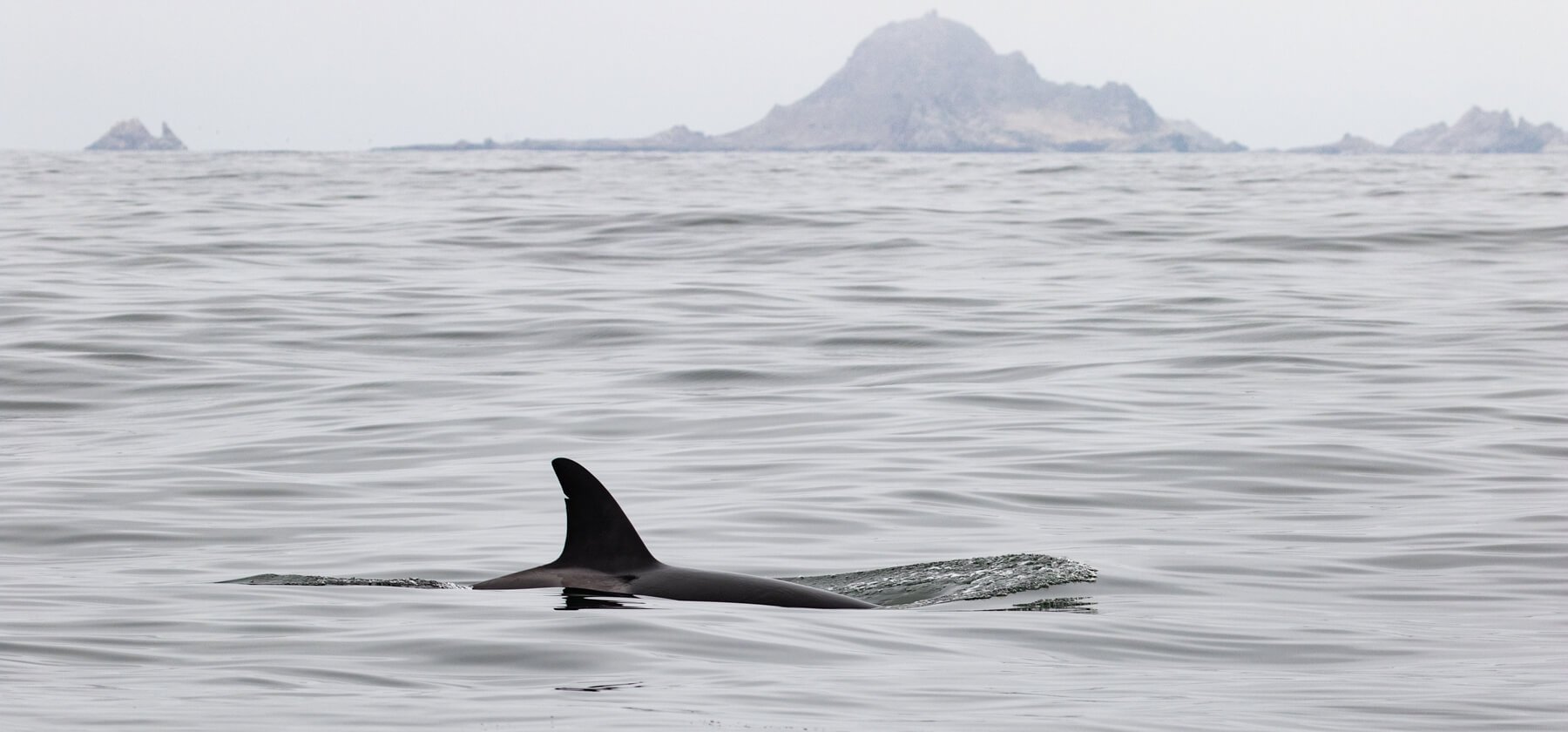 Oceanic Society Farallon Islands Whale Watching (San Francisco) - All