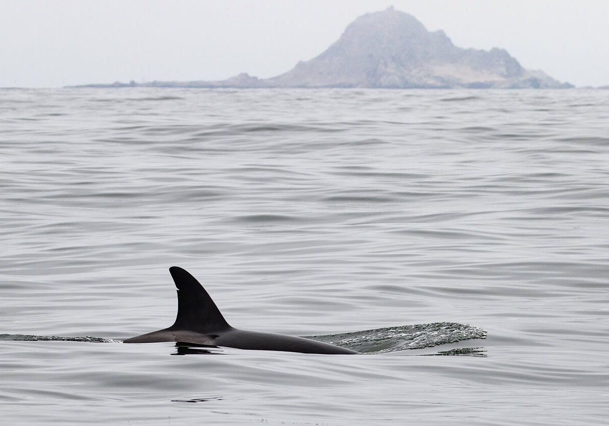 Oceanic Society Farallon Islands Whale Watching (San Francisco) - All