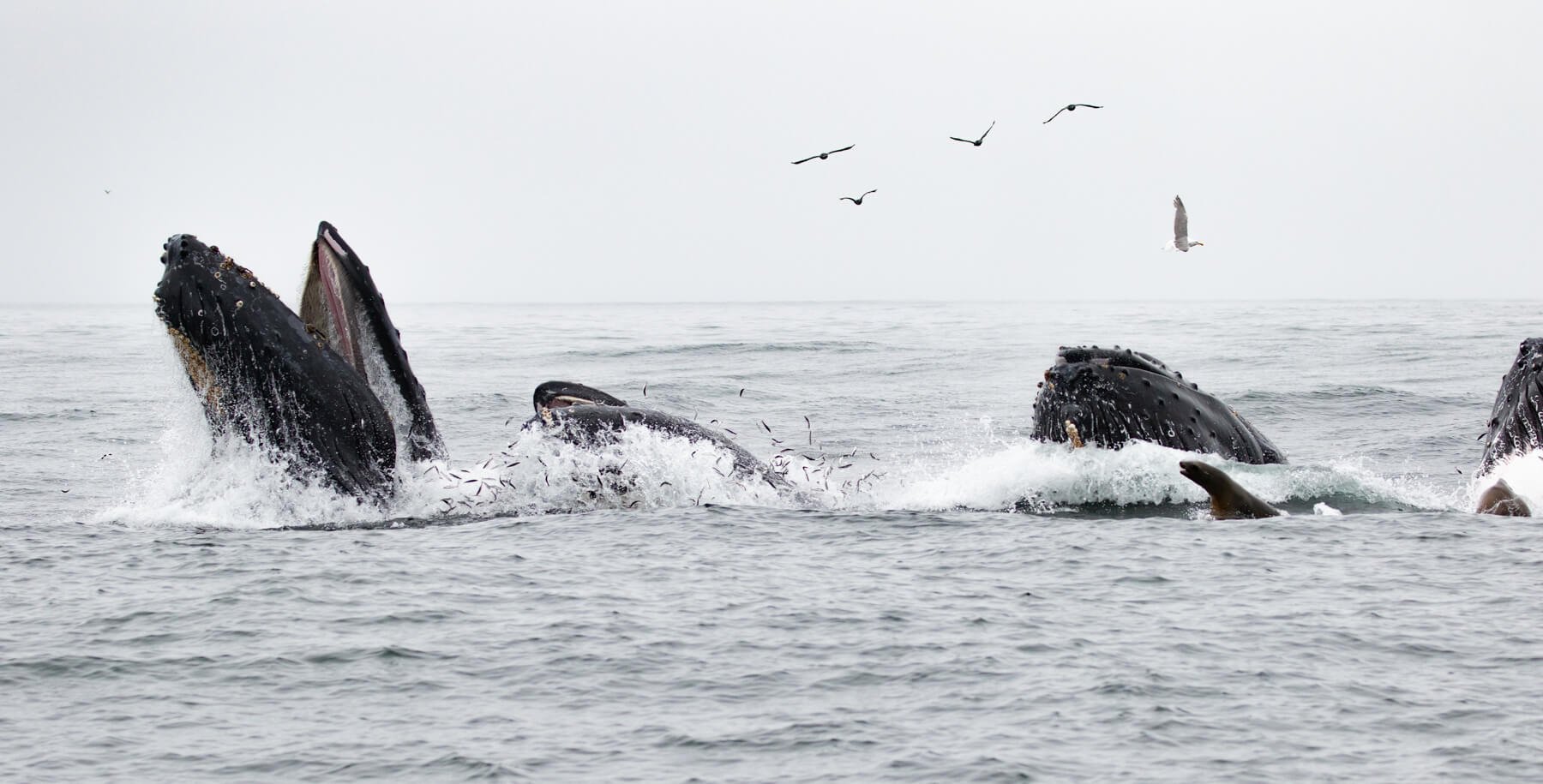 Oceanic Society Farallon Islands Whale Watching (san Francisco) - All 